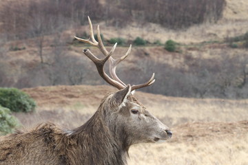 Stag at Glen Etive