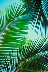 Coconut palm tree under blue sky. Vintage background. Retro toned poster. © sk901
