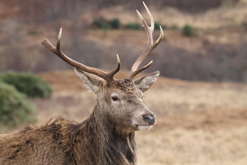 Stag at Glen Etive