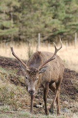 Stag at Glen Etive