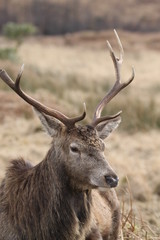 Stag at Glen Etive