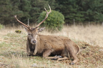 Stag at Glen Etive