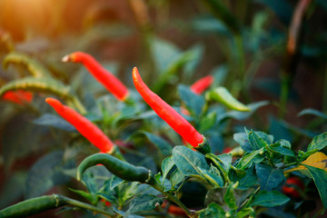 Red chili and green chili peppers on the tree in garden.