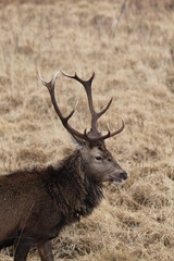 Stag at Glen Etive