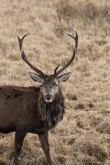 Stag at Glen Etive