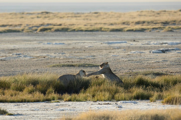 Fototapeta premium lions playing
