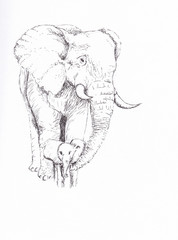 Elephant and her calf pen and ink drawing