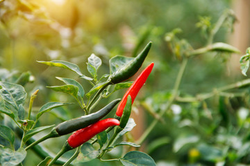 Red chili and green chili peppers on the tree in garden.