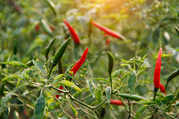Red chili and green chili peppers on the tree in garden.