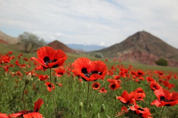 Field of poppies against the setting sun.turkey
