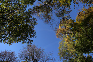 bäume im Herbst