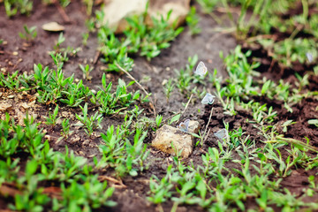 butterflies in the grass