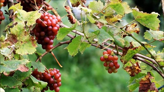wine grapes in the garden