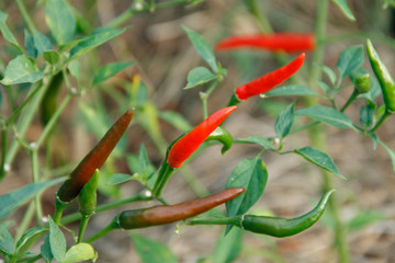 Red chili and green chili peppers on the tree in garden.