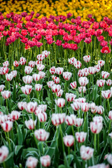 Colorful tulip flora blooming in the park