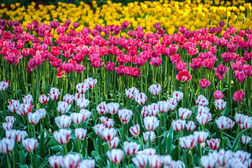 Naklejka premium Colorful tulip flora blooming in the park