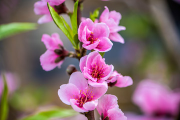 Close-up of Peach Blossoms Blooming on Peach Trees