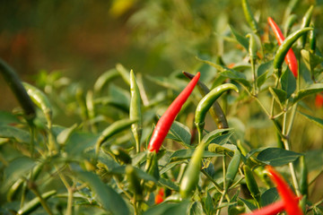 Red chili and green chili peppers on the tree in garden.