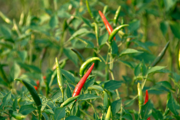 Red chili and green chili peppers on the tree in garden.