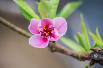 Fototapeta premium Close-up of Peach Blossoms Blooming on Peach Trees