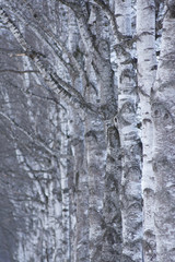 Row of Japanese White Birch in winter