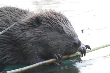 Biber beim fressen, Thunersee, 20.03.2019