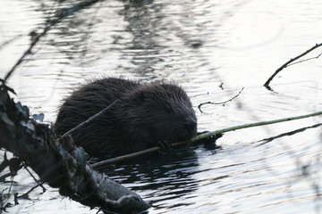 Biber beim fressen, Thunersee, 20.03.2019