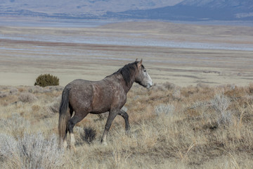 Wild Horse in Winter in Utah