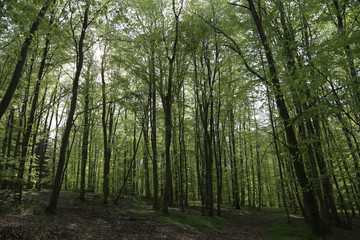 Buchenwald an der Ostsee