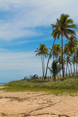 Fototapeta premium palm tree on the beach
