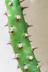 thorn on the trunk of green tree