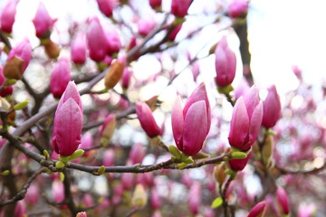 Magnolia blossom tree. Spring landscape.