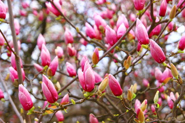 Fototapeta premium Magnolia blossom tree. Spring landscape.