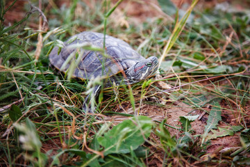 the turtle in the water