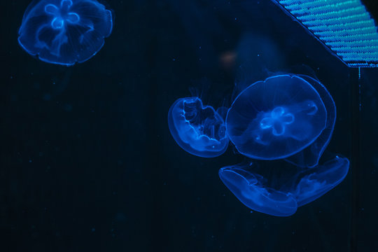 Glowing jellyfish close-up in the aquarium blue color.
