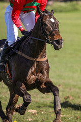 galloping Race horse and jockey close up