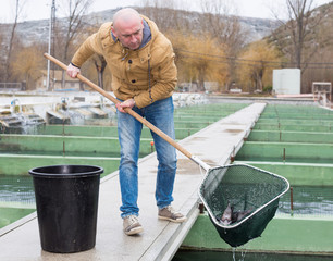 Male catching fish with landing net on farm