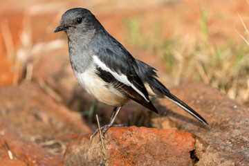 Robin on the road