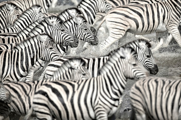 Fototapeta na wymiar Zebra running