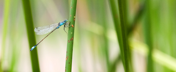 Libelle