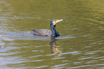 Greater Cormorant swiming 