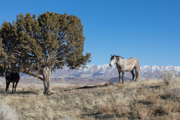Wild Horse in Winter in Utah