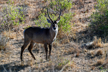 Antelope