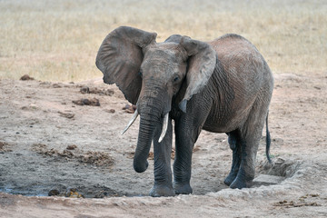 Fototapeta premium elephant