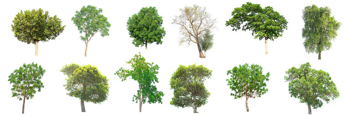 Collection of tree on white background.