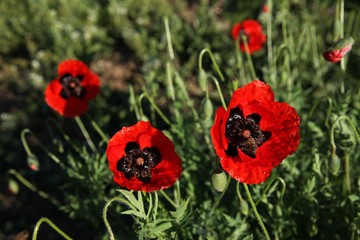red poppy flowers in a field.artvin/turkey