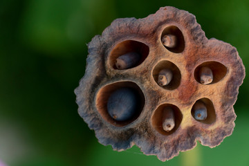 Top view dry lotus cores reveal the seeds with green background.