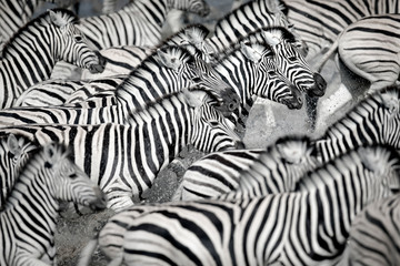 Zebra running in water © 2630ben