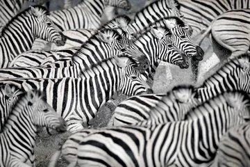 Rolgordijnen Zebra rennen in het water © 2630ben