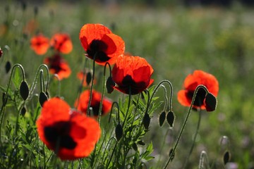 red poppy flowers in a field.artvin/turkey
